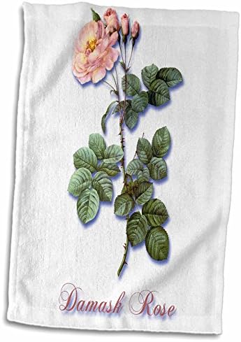 3dRose Rózsaszín Damaszkuszi Rózsa a Rózsabimbót Botanikus Print - Törölköző (twl-180163-3)