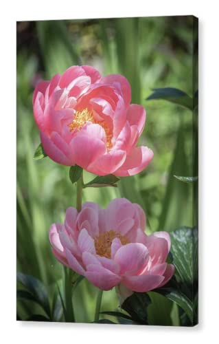 Bazsarózsa Fotózás, VÁSZON Lazac Rózsaszín Bazsarózsa Álmodozó Virágos Wall Art Print Napfényes, Zöld Kert, Virág Kép Tavaszi