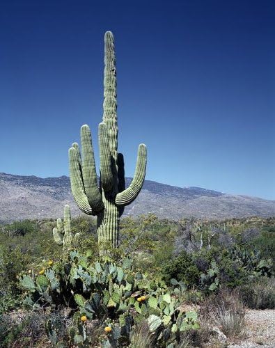 HistoricalFindings Fotó: Tavaszi közepette A Sahuaros,Arizona,AZ AZ,Kaktusz,Sivatag,Táj,Természet,Highsmith