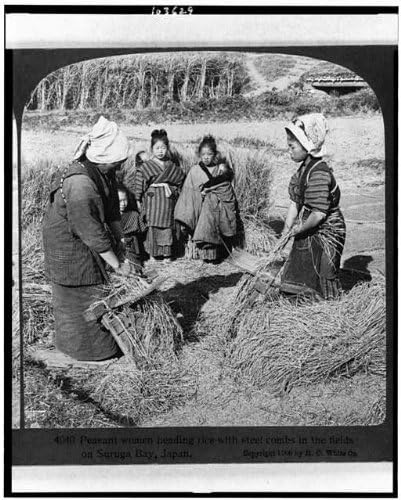 HistoricalFindings Fotó: parasztasszonyok Felé Rizs,Acél Combs,Suruga Bay,Japán,c1906,Betakarítás,c1906