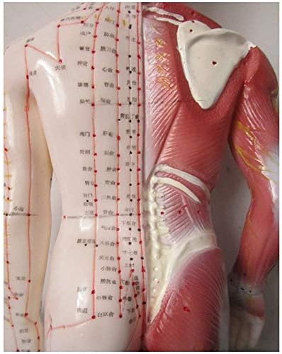 JIN Szakmai Orvosi Anatómia, az Emberi Akupunktúra Pont Modell Akupunktúrás Meridián Pontok Félig Bőr, Félig Izom Emberi